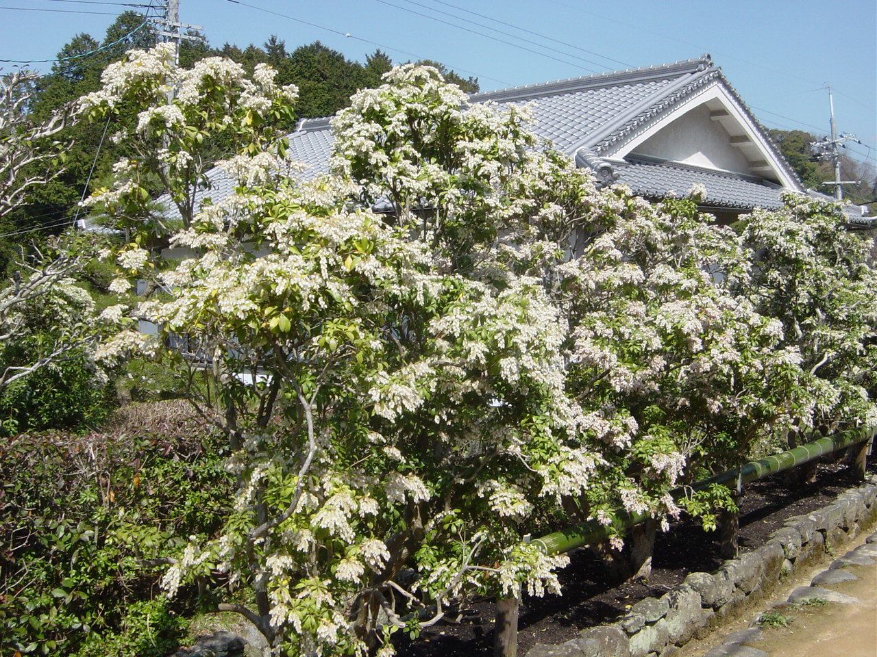 アセビの画像 原寸画像検索