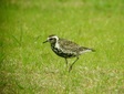 ＜花鳥風月・１２＞ムナグロ（夏羽）