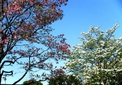 ＜花鳥風月・１３＞ハナミズキ（花水木）