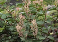  ＜新 花鳥風月・２０８＞イタドリ（虎杖）