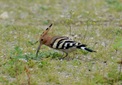 ＜新 花鳥風月・１３３＞ヤツガシラ