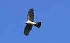 ＜新 花鳥風月・１＞ハイタカ