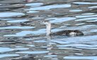 ＜新 花鳥風月・３＞ アビ