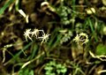 ＜新 花鳥風月・４＞ウスギオウレン