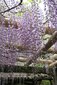 ＜新 花鳥風月・１５＞フジ（藤）
