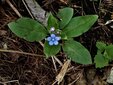 ＜新 花鳥風月・１８＞ルリソウ（瑠璃草）