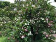 ＜新 花鳥風月・１９＞ハコネウツギ