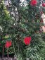 ＜新 花鳥風月・２０＞ブラシの木    