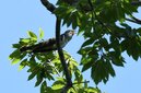 ＜新 花鳥風月・２２＞ホトトギス