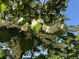 ＜新 花鳥風月・２５＞ハクウンボク（白雲木）