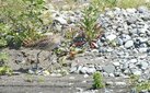 ＜新 花鳥風月・３０＞ダイシャクシギ 