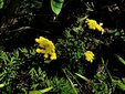 ＜新 花鳥風月・３２＞イワインチン（岩因陳）