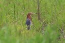 ＜新 花鳥風月・３３＞アカガシラサギ    