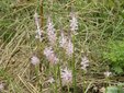 ＜新 花鳥風月・３５＞ツルボ （蔓穂）