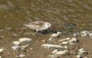 ＜新 花鳥風月・３７＞トウネン