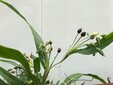 ＜新 花鳥風月・３８＞ジュズダマ