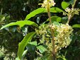  ＜新 花鳥風月・４０＞ギンモクセイ（銀木犀）