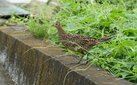 ＜新 花鳥風月・４１＞キジ（幼鳥）