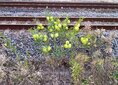 ＜新 花鳥風月・４２＞フウセントウワタ