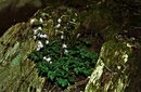 ＜新 花鳥風月・４３＞エンシュウハグマ（遠州羽熊）