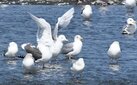 ＜新 花鳥風月・４５＞ワシカモメ