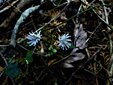 ＜新 花鳥風月・４７＞キッコウハグマ（亀甲白熊）