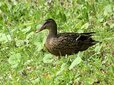  ＜新 花鳥風月・４９＞マガモ（メス）