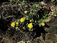 ＜新 花鳥風月・５０＞イソギク（磯菊）