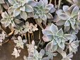 ＜新 花鳥風月・５１＞朧月