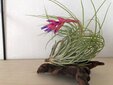  ＜新 花鳥風月・５４＞チランジア