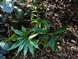 ＜新 花鳥風月・５６＞シマテンナンショウ（島天南草）