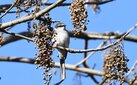 ＜新 花鳥風月・５７＞リュウキュウサンショウクイ
