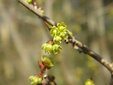   ＜新 花鳥風月・５８＞アブラチャン（油瀝青）