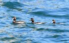 ＜新 花鳥風月・６１＞スズガモ（メス）