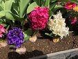 ＜新 花鳥風月・６３＞ヒヤシンス