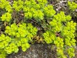 ＜新 花鳥風月・６４＞トウダイグサ（燈台草）