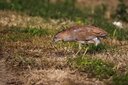 ＜新 花鳥風月・６５＞ズグロミゾゴイ