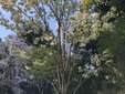 ＜新 花鳥風月・６６＞鬱金桜（ウコンザクラ）