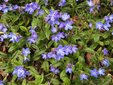 ＜新 花鳥風月・６７＞ホタルカズラ