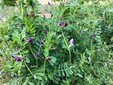 ＜新 花鳥風月・６８＞カラスノエンドウ（烏野豌豆）