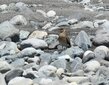  ＜新 花鳥風月・７０＞ツバメチドリ