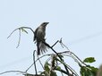 ＜新 花鳥風月・７９＞モズの幼鳥