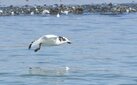 ＜新 花鳥風月・１０９＞ミツユビカモメ