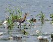 ＜新 花鳥風月・１２８＞オグロシギ