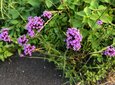 ＜新 花鳥風月・１３４＞ヤナギハナガサ（柳花笠）