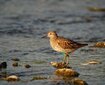  ＜新 花鳥風月・１３８＞ウズラシギ