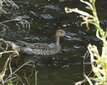 ＜新 花鳥風月・１４３＞オナガガモ（メス）