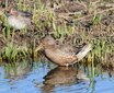 ＜新 花鳥風月・１４８＞ハシビロガモ（メス）