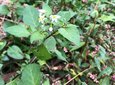 ＜新 花鳥風月・１４９＞イヌホオズキ（犬酸漿）
