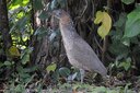 ＜新 花鳥風月・１６９＞ズグロミゾゴイ（幼鳥）